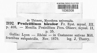 Penicillium bicolor image